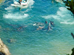 Bottlenose dolphins pursued into capture cove