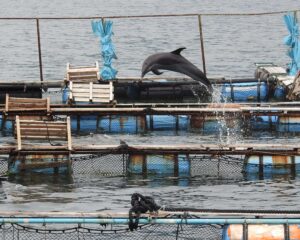 Captive Bottlenose dolphin