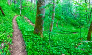 Idyllic Appalachian Trail near Flag Pond, TN - May 8, 2018