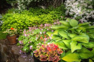 Plants in Suzanne's yard